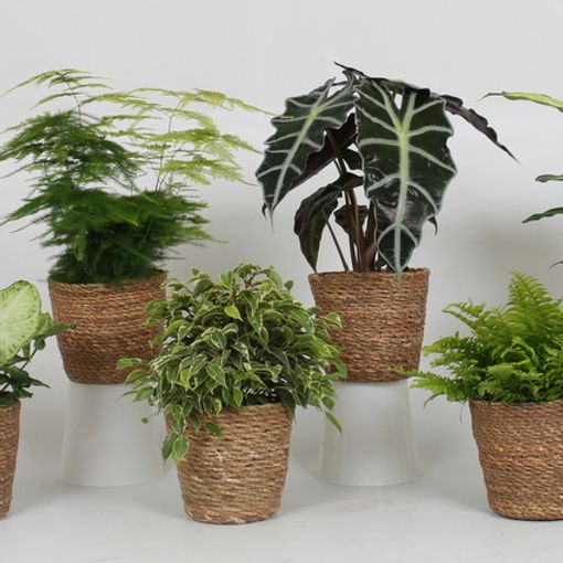 Plantas o interior MIX