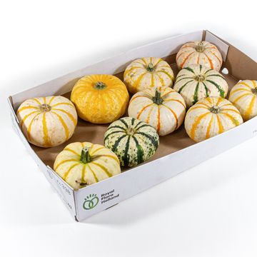 Cucurbita pepo 'Lil Pump-ke-mon'