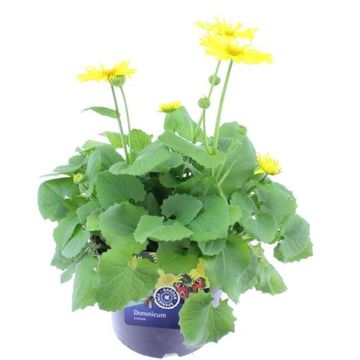 Doronicum orientale