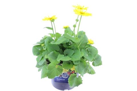 Doronicum orientale