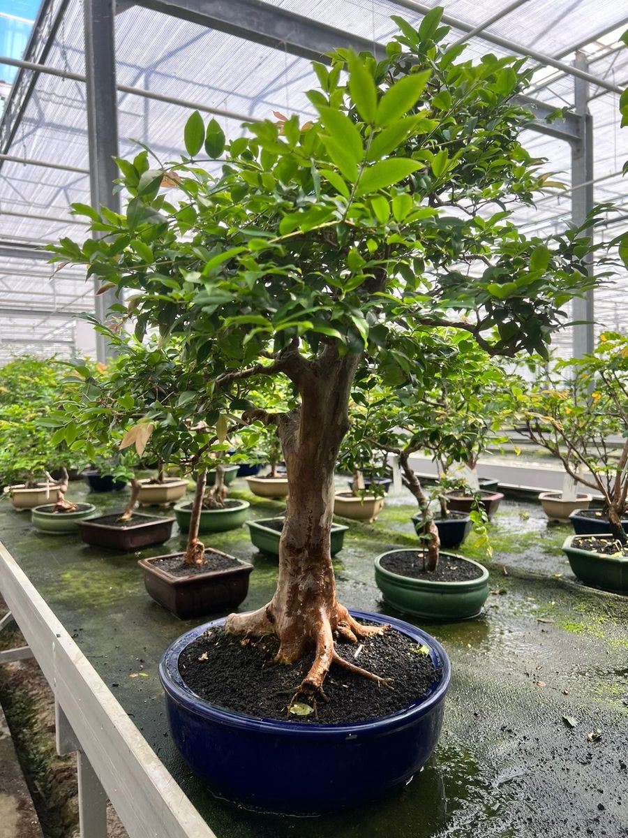 Syzygium buxifolium  Pflanzengrohandel FlorAccess