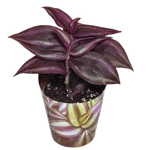 Tradescantia 'Purple Passion'