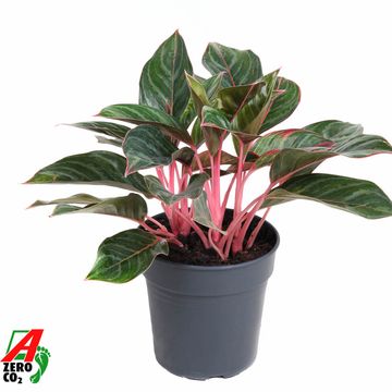 Аглаонема 'Princess'