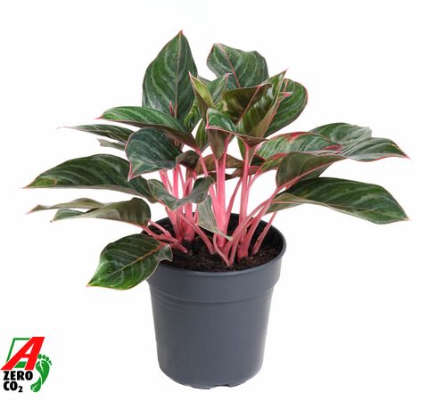 Aglaonema 'Princess'