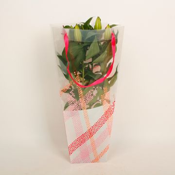 Lilium ORIENTAL HYBRID MIX