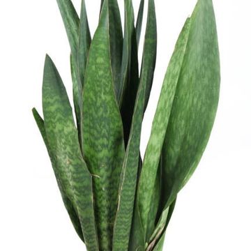 Sansevieria 'Sauvage'