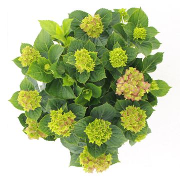 Hydrangea macrophylla ROYALTY COLLECTION LADY MATA HARI