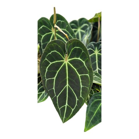 Anthurium 'Surprise Hybrid'