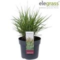 Panicum virgatum 'Cheyenne Sky'