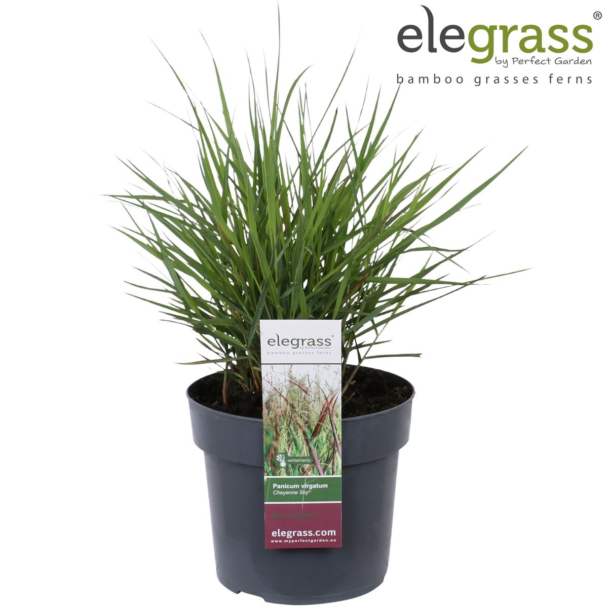 Panicum virgatum 'Cheyenne Sky' — Plant Wholesale FlorAccess