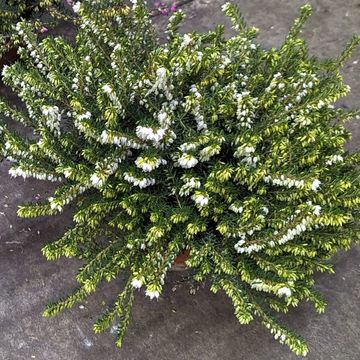 Erica x darleyensis 'White Perfection'
