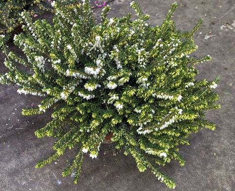 Erica x darleyensis 'White Perfection'