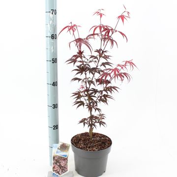 Acer palmatum 'Pixie'