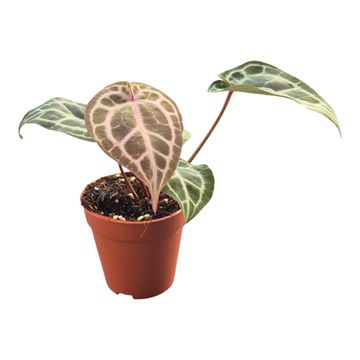 Anthurium DocBlock Anthurium Michelle® '11' X Zara® '14'