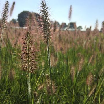 Pennisetum alopecuroides 'Хамельн'