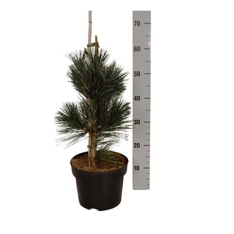 Pinus flexilis 'Vanderwolf's Pyramid'