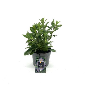 Aster x frikartii 'Mönch'