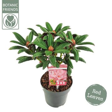 Rhododendron 'Wine and Roses'