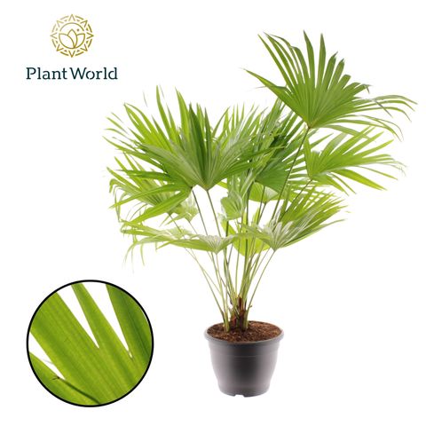 Livistona rotundifolia