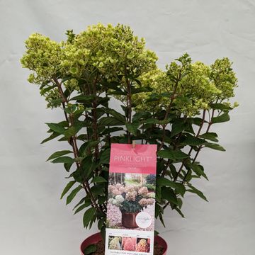 Hydrangea paniculata PINKLIGHT