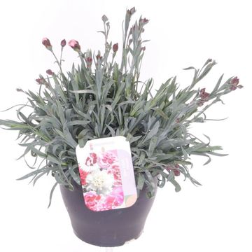 Dianthus GARDEN PINKS CHERYL RED