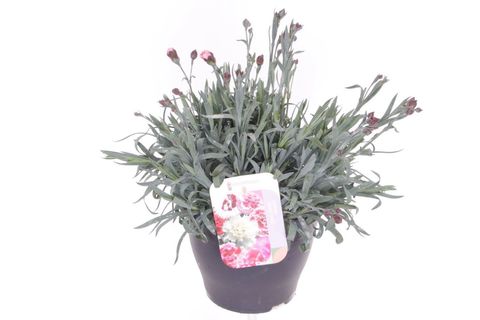 Dianthus GARDEN PINKS CHERYL RED