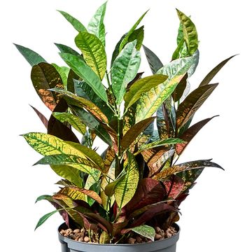 Trojskrzyn variegatum 'Mrs Iceton'