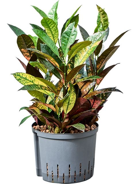 Codiaeum variegatum 'Mrs Iceton'
