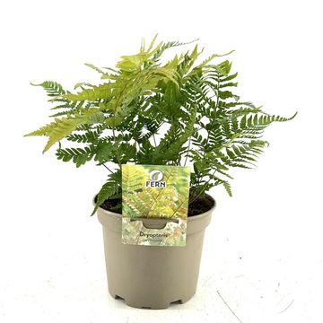 Dryopteris erythrosora