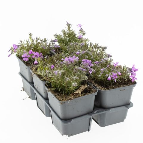 Phlox 'Scarlet Flame'