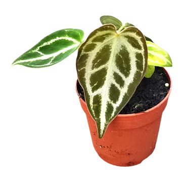 Антуриум crystallinum 'Dorayaki'