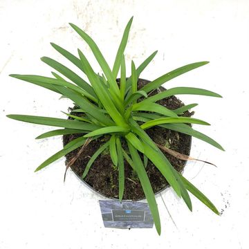 Agapanthus 'Charlotte'