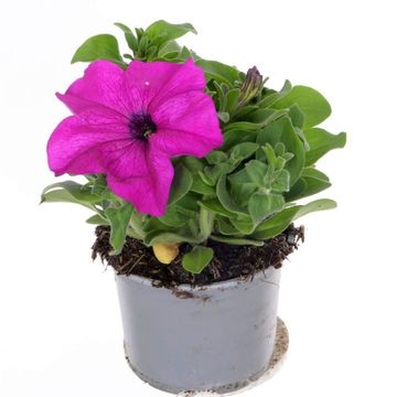 Petunia PACTA PARADE VIOLET