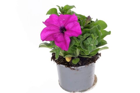 Petunia PACTA PARADE VIOLET