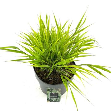 Hakonechloa macra
