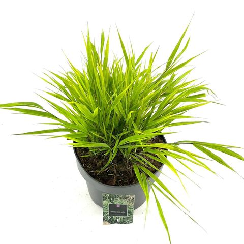 Hakonechloa macra