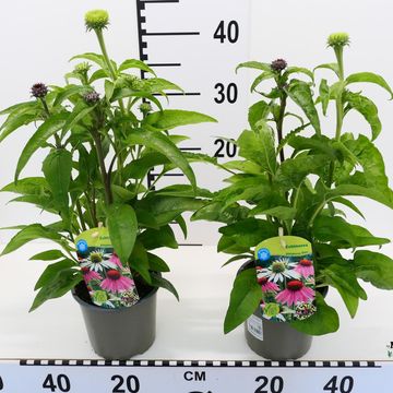 Digitalis purpurea MIX IN POT
