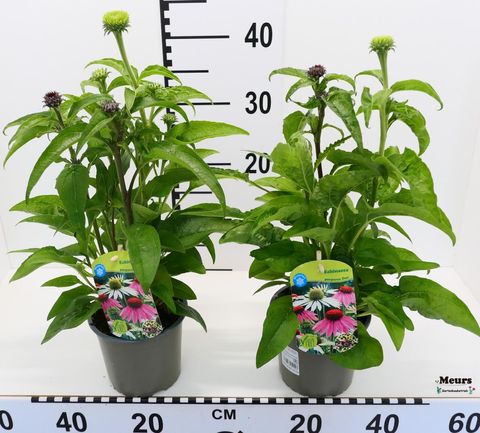 Digitalis purpurea MIX IN POT