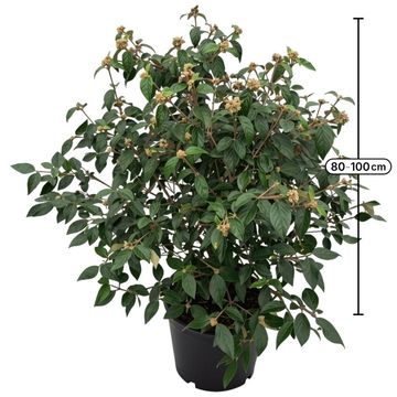 Viburnum 'Eskimo'