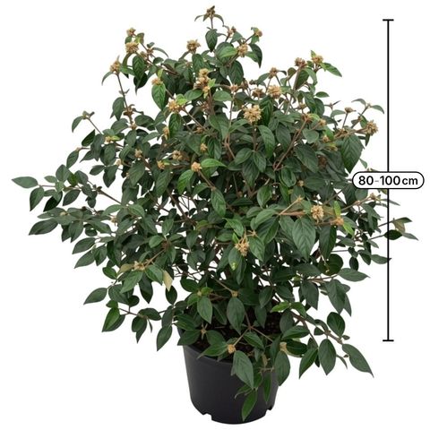Viburnum 'Eskimo'
