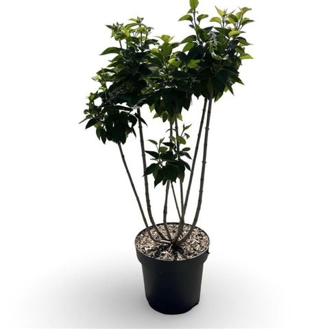 Syringa vulgaris 'Michel Buchner'