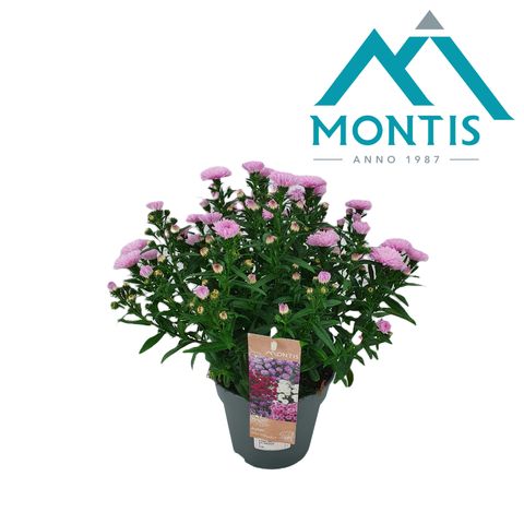 Aster SHOWMAKERS PRETTY PINK