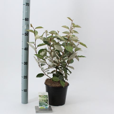 Elaeagnus x ebbingei