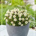 Saxifraga 'White Pixie'