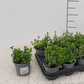 Euonymus fortunei radicans