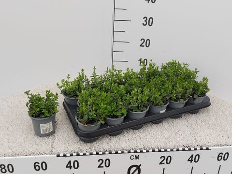 Euonymus fortunei radicans