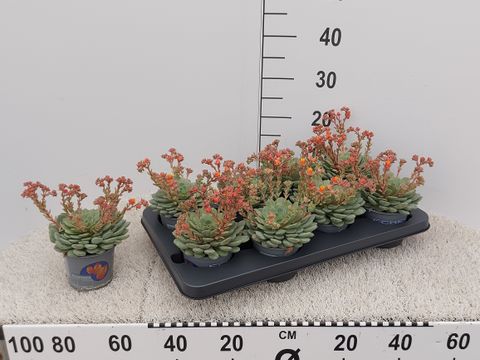 Echeveria 'Dondo'