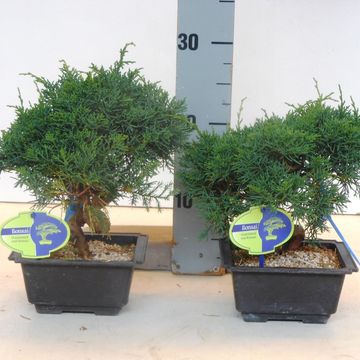 Juniperus chinensis