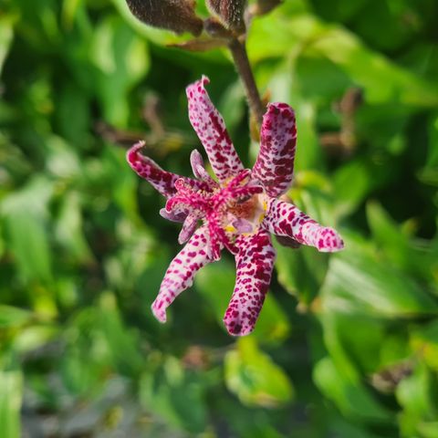Tricyrtis formosana 'Purple Beauty'