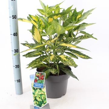 Aucuba japonica 'Picturata'